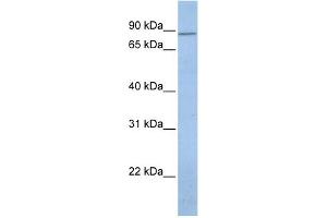 Image no. 1 for anti-Potassium Voltage-Gated Channel, Subfamily H (Eag-Related), Member 7 (KCNH7) (N-Term) antibody (ABIN2776316)