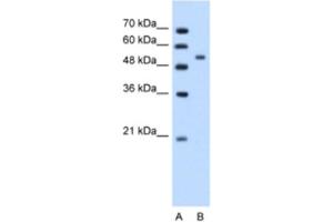 Image no. 1 for anti-Perilipin 1 (PLIN1) antibody (ABIN2462520)