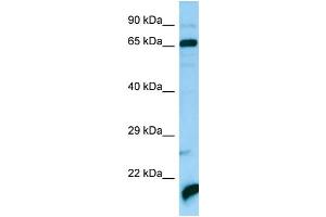 Image no. 1 for anti-ATPase Family, AAA Domain Containing 3A (ATAD3A) (C-Term) antibody (ABIN2790284)