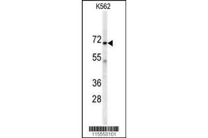 Image no. 1 for anti-Adenylate Kinase 7 (AK7) (AA 629-656), (C-Term) antibody (ABIN391103)