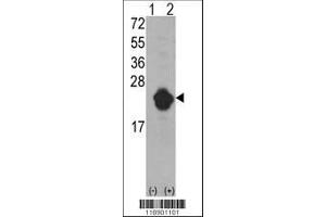 Image no. 1 for anti-Interleukin 1 Receptor Antagonist (IL1RN) (AA 100-129) antibody (ABIN390396)