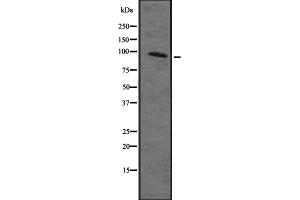 Image no. 1 for anti-Mitogen-Activated Protein Kinase Kinase Kinase Kinase 2 (MAP4K2) antibody (ABIN6258837)