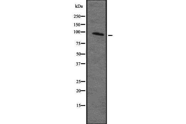 anti-Mitogen-Activated Protein Kinase Kinase Kinase Kinase 2 (MAP4K2) (Internal Region) antibody