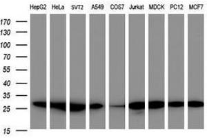 Image no. 4 for anti-Proteasome Subunit alpha 2 (PSMA2) (AA 50-234) antibody (ABIN1491566)