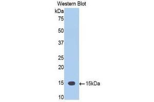 Image no. 1 for anti-Tumor Necrosis Factor (Ligand) Superfamily, Member 12 (TNFSF12) (AA 148-247) antibody (ABIN1860803)