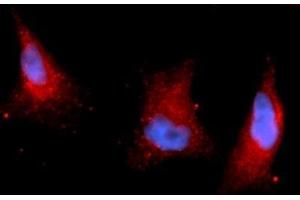 Immunofluorescence (IF) image for anti-Pyruvate Dehydrogenase Kinase 1 (PDK1) (AA 29-436), (Isoform 1) antibody (APC) (ABIN5565278)