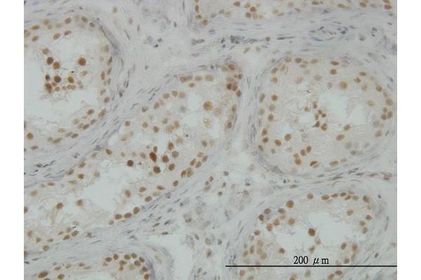 CLK3 antibody  (AA 36-136)