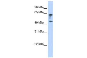 anti-Immunoglobulin Superfamily, Member 11 (IGSF11) (Middle Region) antibody