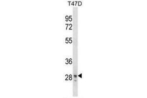 Image no. 1 for anti-Snail Homolog 3 (SNAI3) (AA 1-30), (N-Term) antibody (ABIN954867)