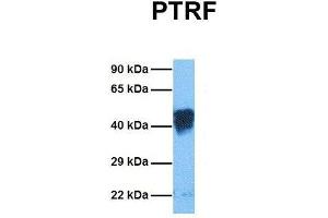 Image no. 4 for anti-Polymerase I and Transcript Release Factor (PTRF) (Middle Region) antibody (ABIN2779886)