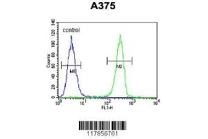 Image no. 2 for anti-Homeobox A9 (HOXA9) (AA 245-272), (C-Term) antibody (ABIN653066)