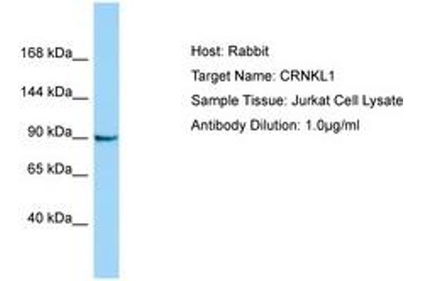 CRNKL1 antibody  (AA 760-809)
