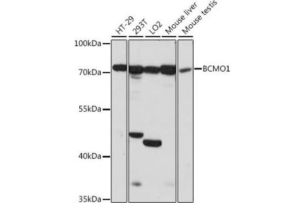 BCMO1 Antikörper  (AA 268-547)