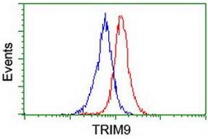 Image no. 2 for anti-Tripartite Motif Containing 9 (TRIM9) (AA 284-669) antibody (ABIN1491329)