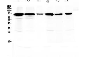 Image no. 1 for anti-Periostin (POSTN) (AA 577-810) antibody (ABIN5519054)