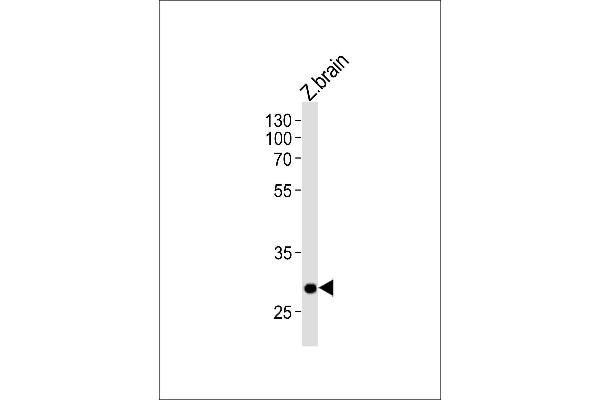 anti-Homeobox C9 (HOXC9) (AA 234-260), (C-Term) antibody