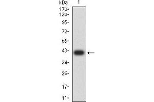 Image no. 2 for anti-Neural Cell Adhesion Molecule 1 (NCAM1) (AA 568-708) antibody (ABIN5611152)