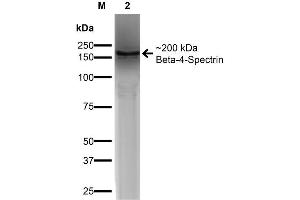 Image no. 2 for anti-Spectrin Beta, Non-Erythrocytic 4 (SPTBN4) (AA 1621-1832) antibody (PE) (ABIN2485679)