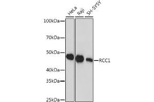 Western blot analysis of extracts of various cell lines, using RCC1 Rabbit mAb (ABIN1512845, ABIN3021028, ABIN3021029 and ABIN7101332) at 1:1000 dilution.