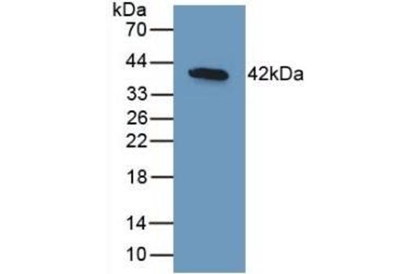 BMP10 antibody  (AA 315-424)