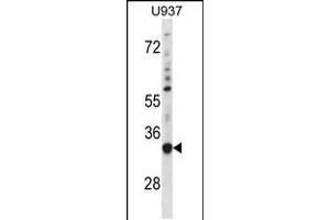 Image no. 1 for anti-Sorting Nexin 15 (SNX15) (AA 223-251), (C-Term) antibody (ABIN5532125)
