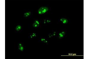 Image no. 1 for anti-Nucleophosmin/nucleoplasmin 3 (NPM3) (AA 1-178) antibody (ABIN523751)