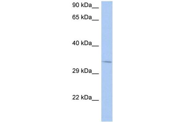 anti-N-Ethylmaleimide Sensitive Fusion Protein Attachment Protein beta (NAPB) (N-Term) antibody