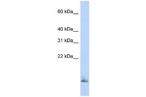 Image no. 3 for anti-Secretoglobin, Family 1A, Member 1 (Uteroglobin) (SCGB1A1) (Middle Region) antibody (ABIN2776862)