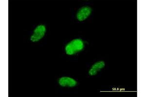 Image no. 2 for anti-Zinc Finger Protein 446 (ZNF446) (AA 1-450) antibody (ABIN527609)