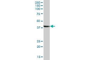 STOML2 antibody  (AA 1-356)