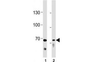 Image no. 1 for anti-Toll-Like Receptor Adaptor Molecule 1 (TICAM1) (AA 115-143) antibody (ABIN3029184)