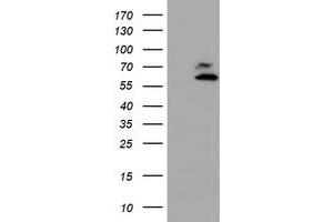 anti-Archain 1 (ARCN1) antibody