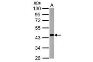 Image no. 2 for anti-Apolipoprotein B mRNA Editing Enzyme, Catalytic Polypeptide-Like 3F (APOBEC3F) (AA 34-263) antibody (ABIN1496666)