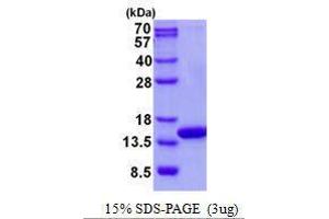 Image no. 1 for Cytochrome C Oxidase Subunit Va (COX5A) protein (ABIN2128669)