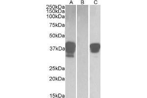 Image no. 2 for anti-POU Class 2 Associating Factor 1 (POU2AF1) (C-Term) antibody (ABIN768553)