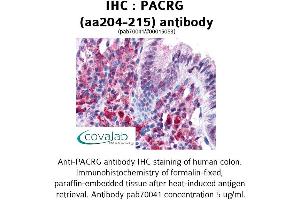 Image no. 1 for anti-PARK2 Co-Regulated (PACRG) (AA 204-215) antibody (ABIN1737814)