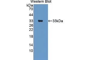 ERBB3 anticorps  (AA 707-964)