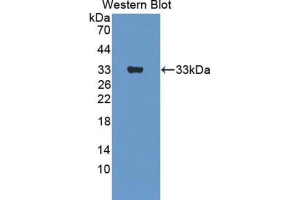 ERBB3 anticorps  (AA 707-964)