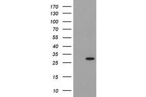 Image no. 2 for anti-Pyrroline-5-Carboxylate Reductase 3 (PYCRL) antibody (ABIN1500522)