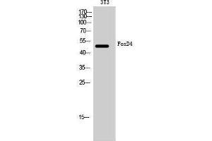 Image no. 1 for anti-Forkhead Box D4 (FOXD4) (Internal Region) antibody (ABIN3184654)
