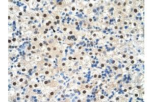 Image no. 1 for anti-Zinc Finger Protein 326 (ZNF326) (C-Term) antibody (ABIN925945)