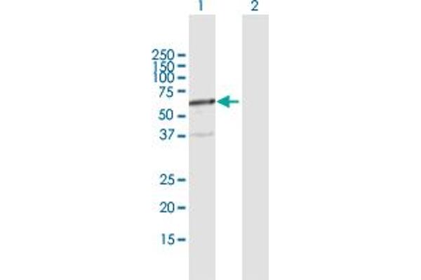 FPGT antibody  (AA 1-594)