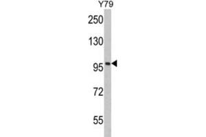 Image no. 1 for anti-Karyopherin (Importin) beta 1 (KPNB1) antibody (ABIN3002817)