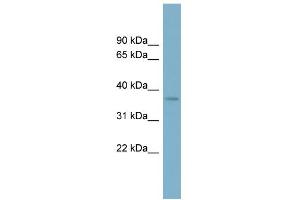 WB Suggested Anti-SPAG4L Antibody Titration: 0.