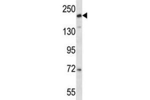 Image no. 1 for anti-CD163 Molecule-Like 1 (CD163L1) (AA 1401-1430) antibody (ABIN3030361)