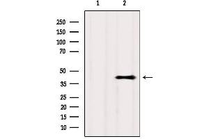 Image no. 2 for anti-G Protein-Coupled Receptor 81 (GPR81) (C-Term) antibody (ABIN6258088)