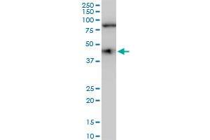 Image no. 2 for anti-COP9 Signalosome Complex Subunit 3 (COPS3) (AA 324-422) antibody (ABIN563673)