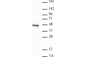 Image no. 1 for anti-Sirtuin 6 (SIRT6) (C-Term) antibody (ABIN6972723)