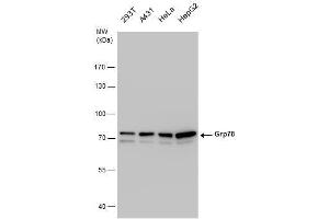 Image no. 1 for anti-Heat Shock 70kDa Protein 5 (Glucose-Regulated Protein, 78kDa) (HSPA5) (Internal Region) antibody (ABIN2855429)
