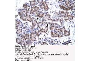 Image no. 1 for anti-Myogenic Factor 6 (MYF6) (N-Term) antibody (ABIN2779472)